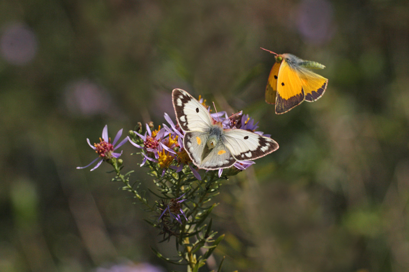 Colias.??? - Colias crocea